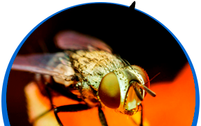 Imagen de un insecto mosca.