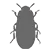 Alphitobius diaperinus